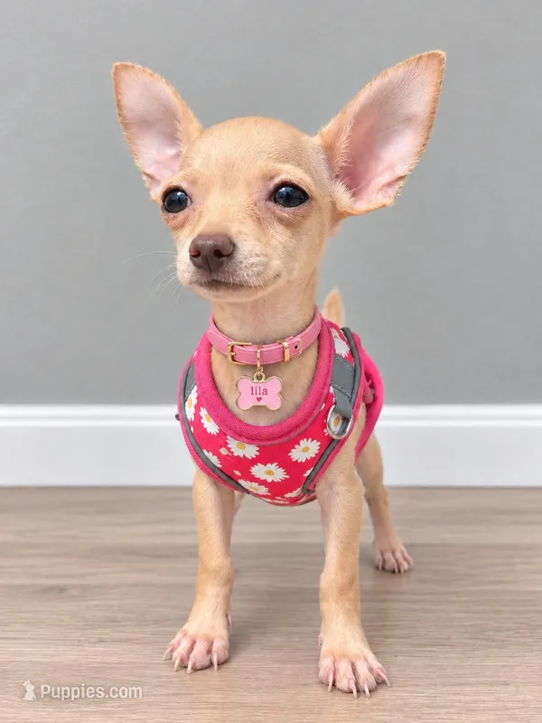 Lilac  – Chihuahua puppy for sale in Fountain Valley, CA