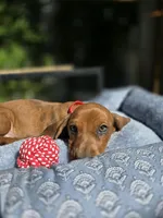 Bruno , a male Dachshund for sale in Fountain Valley, CA – 4 of 7