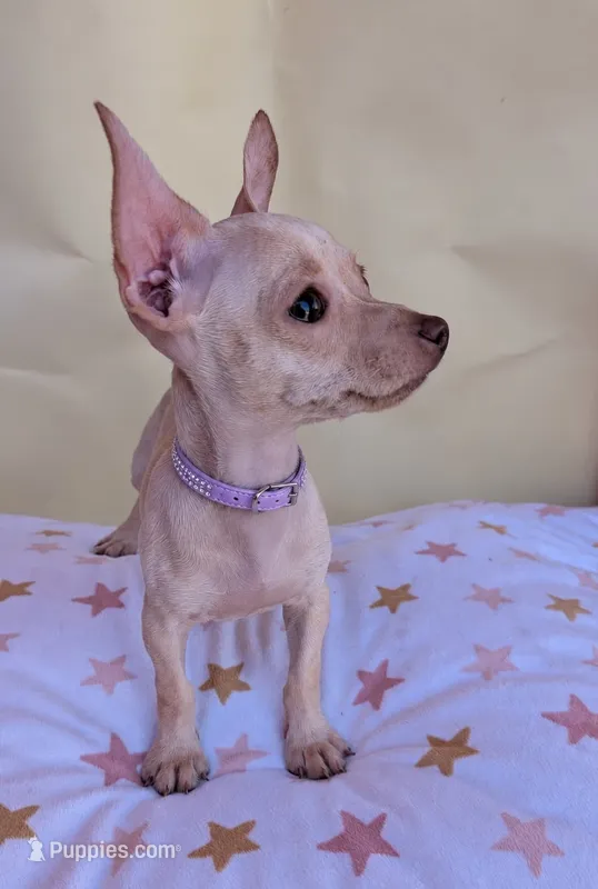 Lilac  – Chihuahua puppy for sale in Fountain Valley, CA