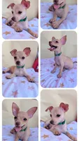 Aster , a male Chihuahua for sale in Fountain Valley, CA – 5 of 5
