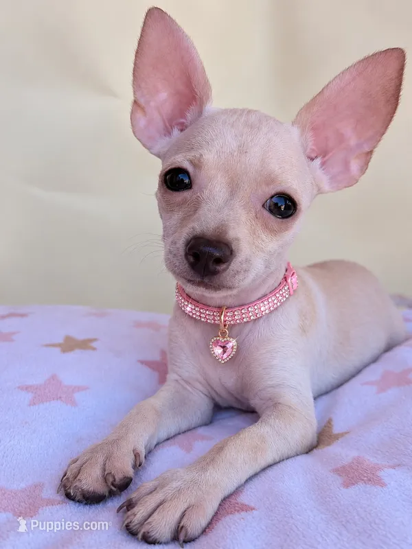 Rose  – Chihuahua puppy for sale in Fountain Valley, CA