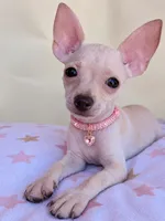 Rose , a female Chihuahua for sale in Fountain Valley, CA – 3 of 4