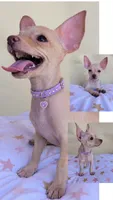 Lilac , a female Chihuahua for sale in Fountain Valley, CA – 4 of 4