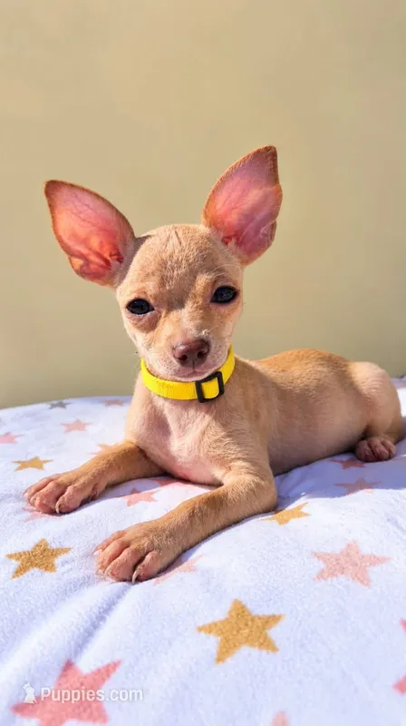 Daisy – Chihuahua puppy for sale in Fountain Valley, CA