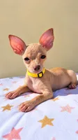 Daisy, a female Chihuahua for sale in Fountain Valley, CA – 5 of 5