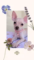 Rose , a female Chihuahua for sale in Fountain Valley, CA – 4 of 4