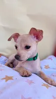 Aster , a male Chihuahua for sale in Fountain Valley, CA – 2 of 5
