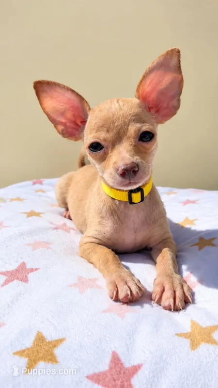 Daisy – Chihuahua puppy for sale in Fountain Valley, CA