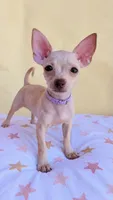 Lilac , a female Chihuahua for sale in Fountain Valley, CA – 3 of 4