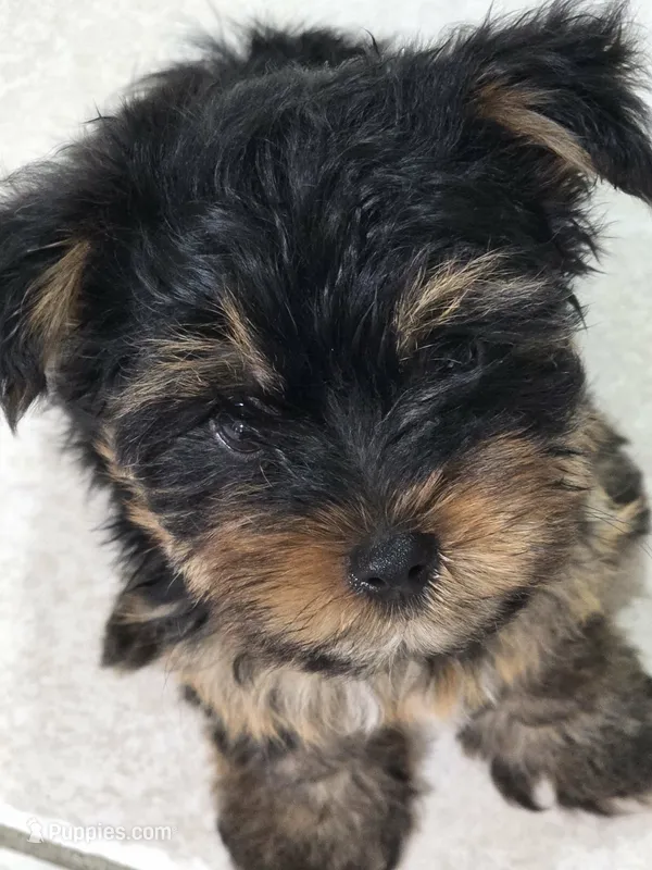 Tamlin – Yorkshire Terrier puppy for sale in El Mirage, AZ