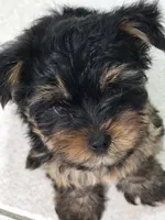 Tamlin, a male Yorkshire Terrier for sale in El Mirage, AZ – 1 of 10
