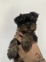 Tamlin, a male Yorkshire Terrier for sale in El Mirage, AZ – 7 of 10