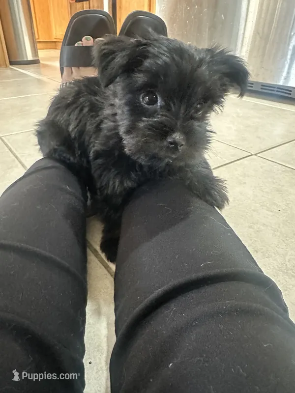 Nestsa – Yorkshire Terrier puppy for sale in El Mirage, AZ