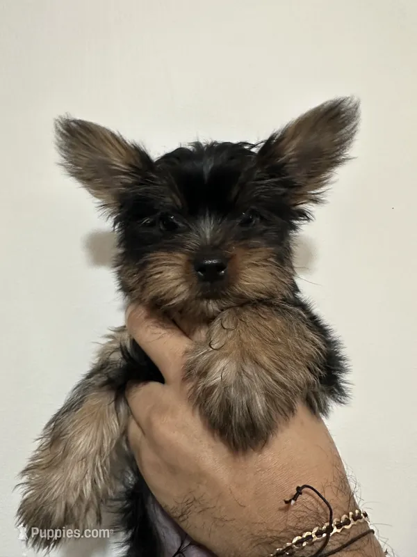 Azriel  – Yorkshire Terrier puppy for sale in El Mirage, AZ