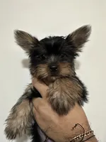Azriel , a male Yorkshire Terrier for sale in El Mirage, AZ – 1 of 5