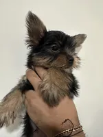 Azriel , a male Yorkshire Terrier for sale in El Mirage, AZ – 2 of 5