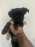 Nestsa, a female Yorkshire Terrier for sale in El Mirage, AZ – 6 of 10
