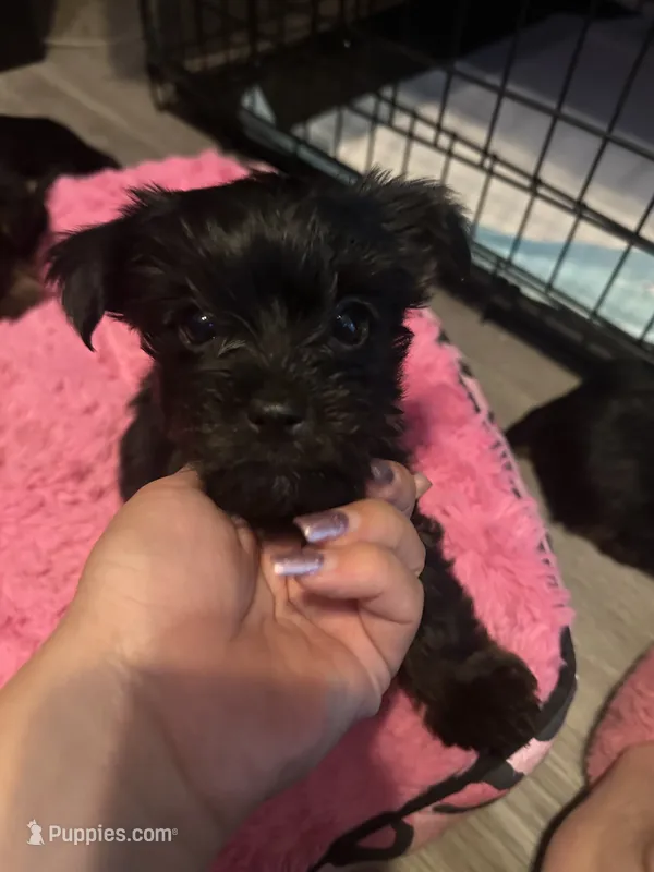 Nestsa – Yorkshire Terrier puppy for sale in El Mirage, AZ
