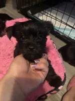 Nestsa, a female Yorkshire Terrier for sale in El Mirage, AZ – 5 of 10
