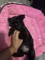 Nestsa, a female Yorkshire Terrier for sale in El Mirage, AZ – 4 of 10