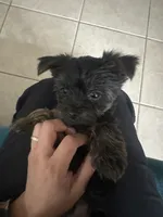 Rhysand , a male Yorkshire Terrier for sale in El Mirage, AZ – 4 of 4
