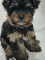 Tamlin, a male Yorkshire Terrier for sale in El Mirage, AZ – 10 of 10