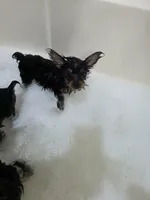 Azriel , a male Yorkshire Terrier for sale in El Mirage, AZ – 5 of 5
