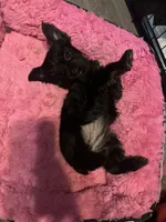 Nestsa, a female Yorkshire Terrier for sale in El Mirage, AZ – 3 of 10