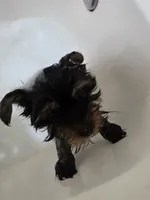 Tamlin, a male Yorkshire Terrier for sale in El Mirage, AZ – 3 of 10