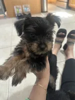 Cassian , a male Yorkshire Terrier for sale in El Mirage, AZ – 4 of 10
