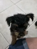 Cassian , a male Yorkshire Terrier for sale in El Mirage, AZ – 7 of 10