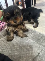 Tamlin, a male Yorkshire Terrier for sale in El Mirage, AZ – 6 of 10