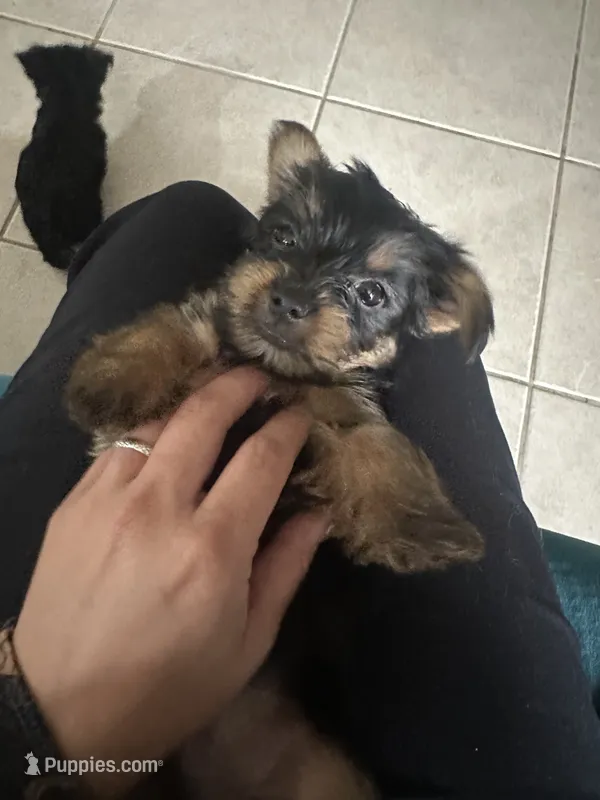 Cassian  – Yorkshire Terrier puppy for sale in El Mirage, AZ