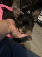 Azriel , a male Yorkshire Terrier for sale in El Mirage, AZ – 3 of 5