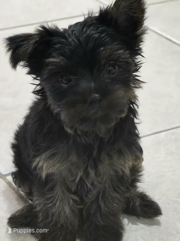 Rhysand  – Yorkshire Terrier puppy for sale in El Mirage, AZ