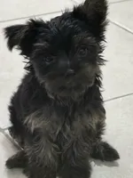 Rhysand , a male Yorkshire Terrier for sale in El Mirage, AZ – 1 of 4