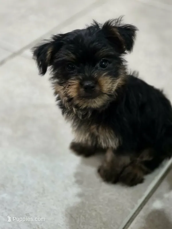 Cassian  – Yorkshire Terrier puppy for sale in El Mirage, AZ