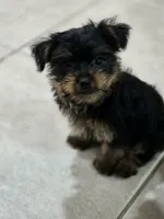 Cassian , a male Yorkshire Terrier for sale in El Mirage, AZ – 5 of 10