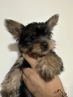 Azriel , a male Yorkshire Terrier for sale in El Mirage, AZ – 4 of 5