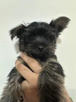 Rhysand , a male Yorkshire Terrier for sale in El Mirage, AZ – 3 of 4
