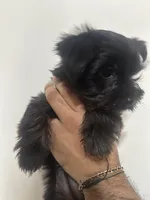 Nestsa, a female Yorkshire Terrier for sale in El Mirage, AZ – 10 of 10