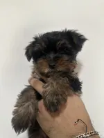 Tamlin, a male Yorkshire Terrier for sale in El Mirage, AZ – 5 of 10