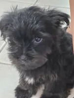 Nestsa, a female Yorkshire Terrier for sale in El Mirage, AZ – 8 of 10
