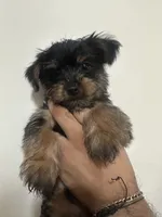 Cassian , a male Yorkshire Terrier for sale in El Mirage, AZ – 2 of 10