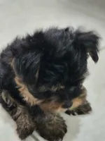 Tamlin, a male Yorkshire Terrier for sale in El Mirage, AZ – 2 of 10