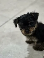 Tamlin, a male Yorkshire Terrier for sale in El Mirage, AZ – 9 of 10