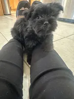 Nestsa, a female Yorkshire Terrier for sale in El Mirage, AZ – 9 of 10
