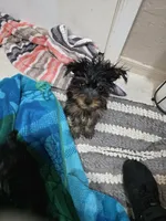 Tamlin, a male Yorkshire Terrier for sale in El Mirage, AZ – 4 of 10