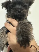 Rhysand , a male Yorkshire Terrier for sale in El Mirage, AZ – 2 of 4