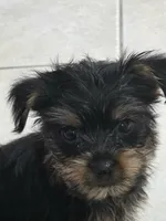 Cassian , a male Yorkshire Terrier for sale in El Mirage, AZ – 9 of 10